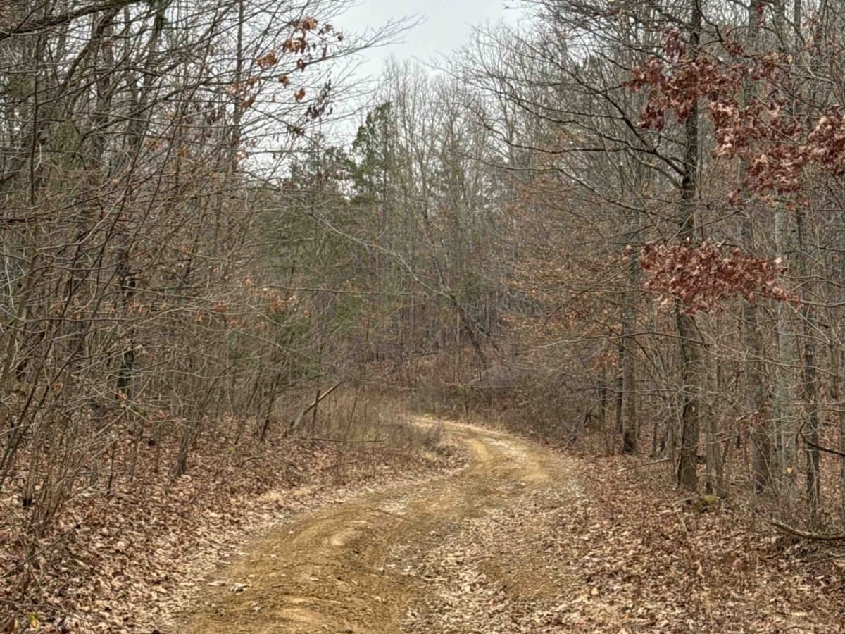 Sand Gap Road (FSR 731) photo 3
