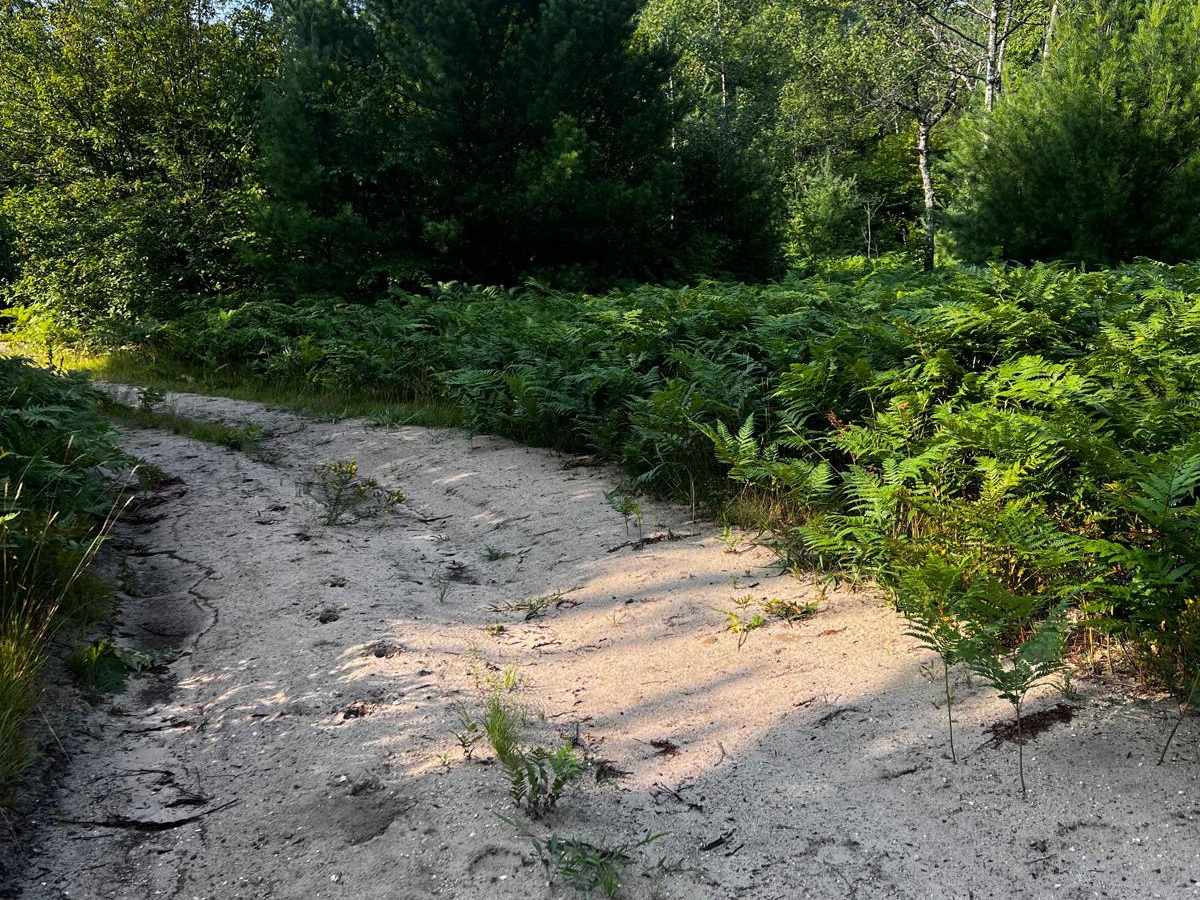 Where the Green Fern Grows Trail photo 4