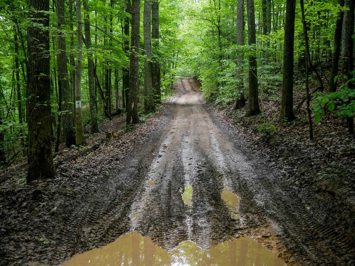 Trail 1 photo 6