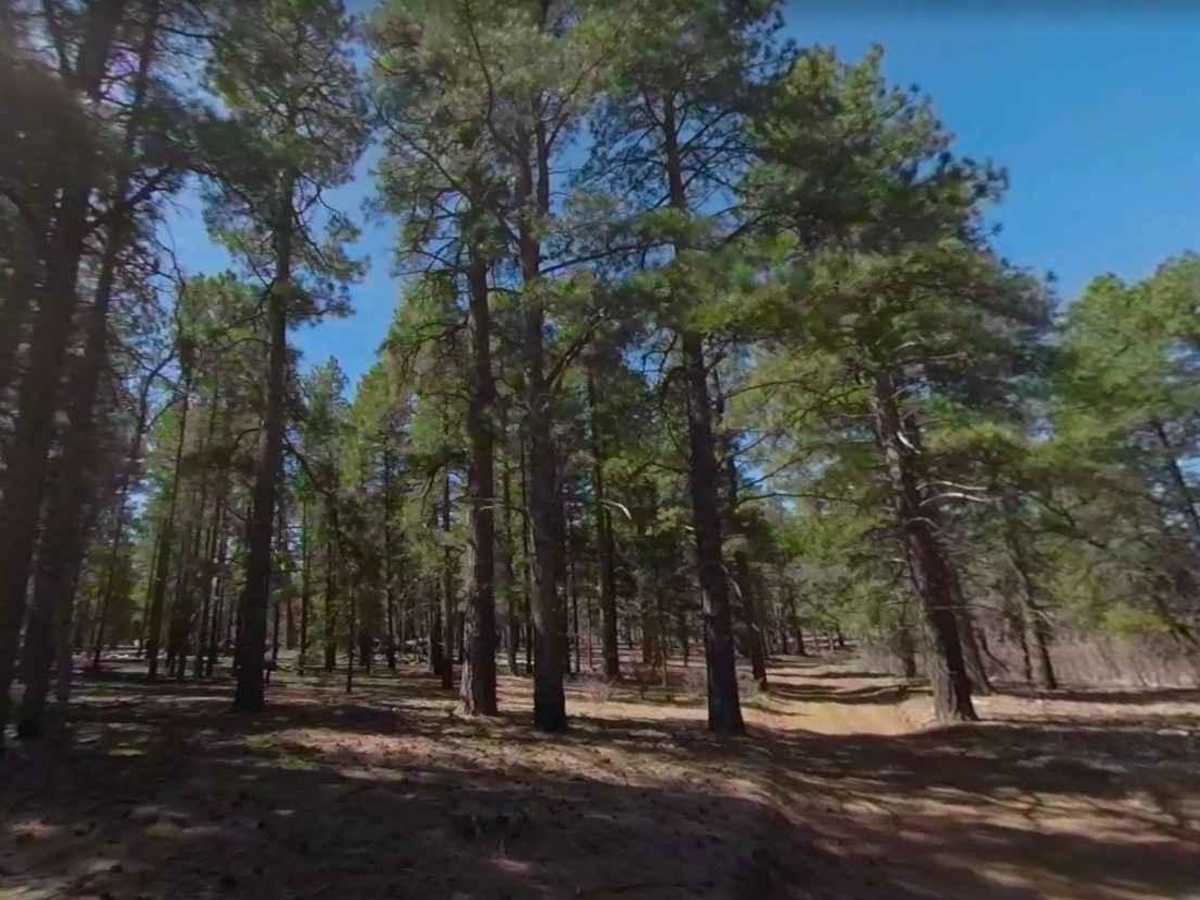 Mount Logan Road BLM 1064 photo 4