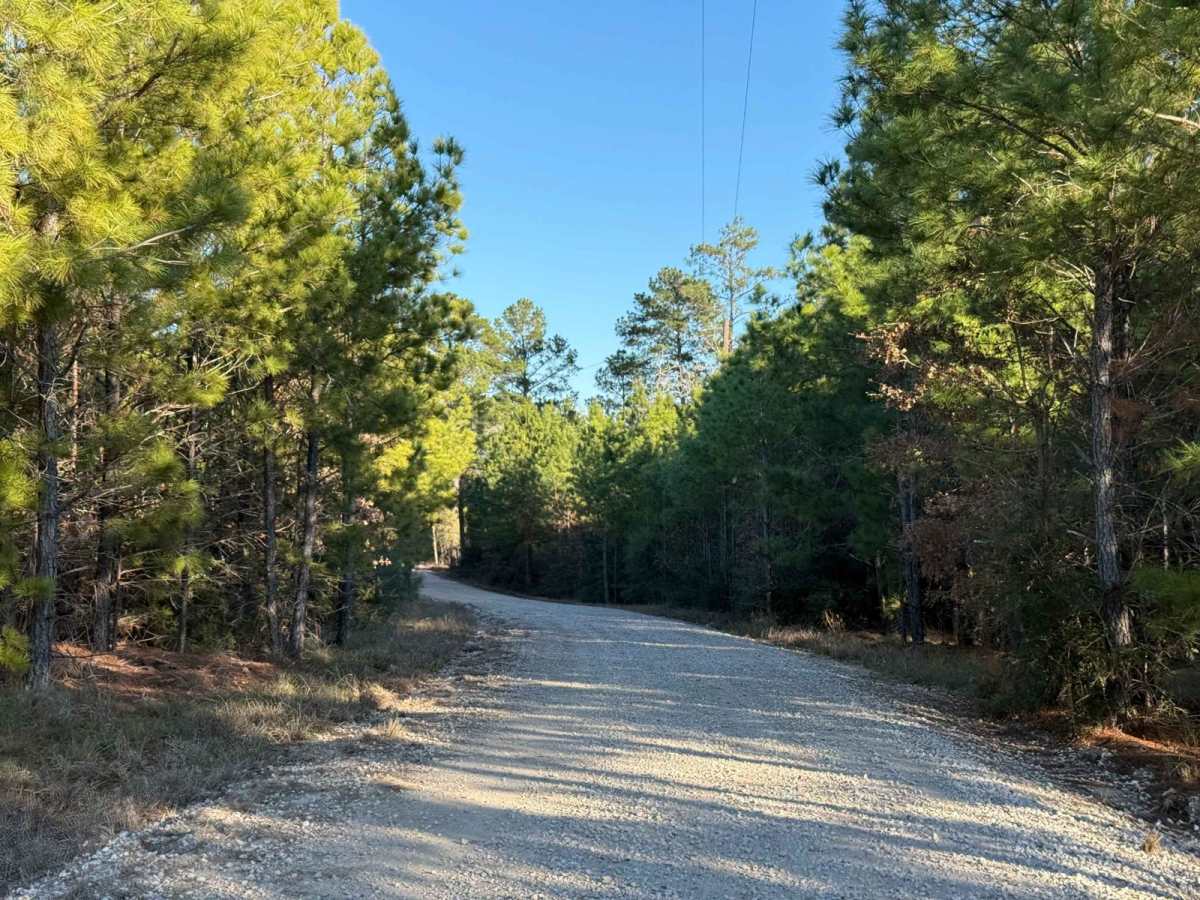 Bastrop State Park Backroads photo 6
