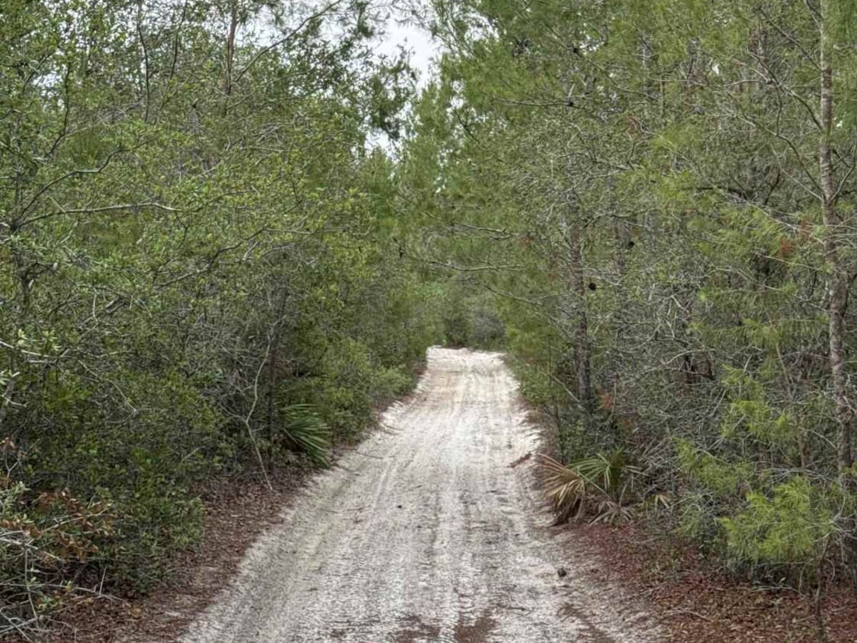Deep Woods - ONF 42-27.6 photo 2