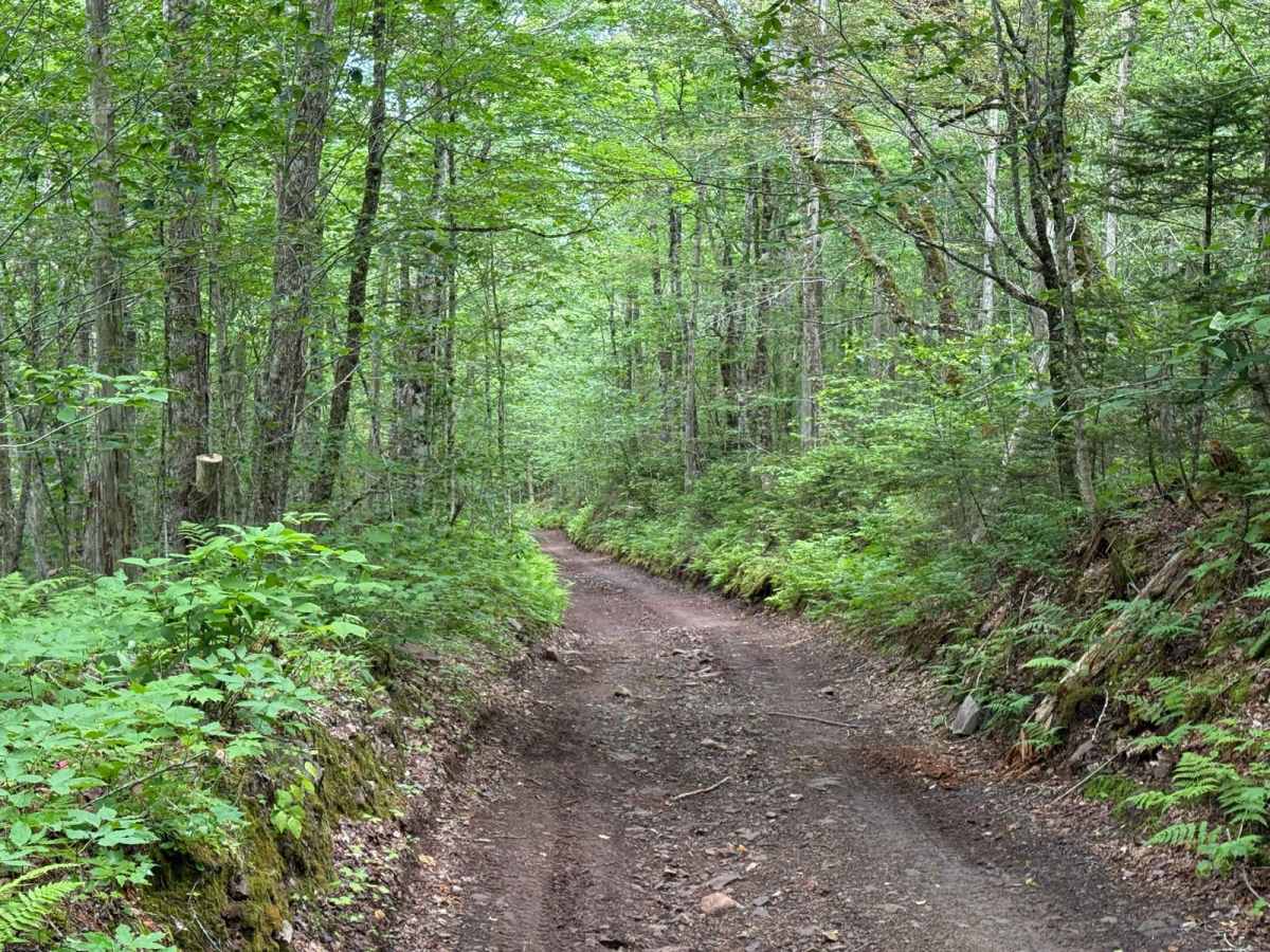 Gillanders Mountain Road East trail photo