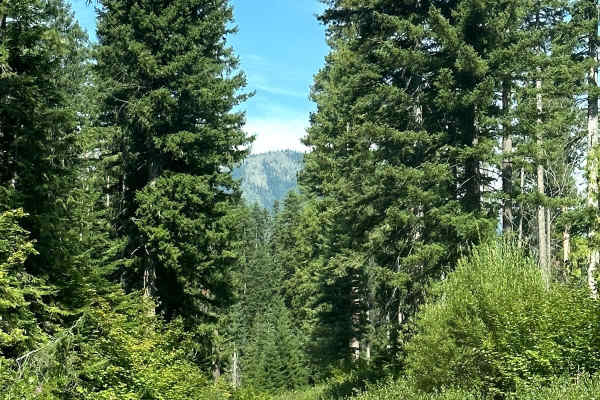 Big Meadow Creek Road