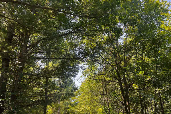 No. 12 Trail
