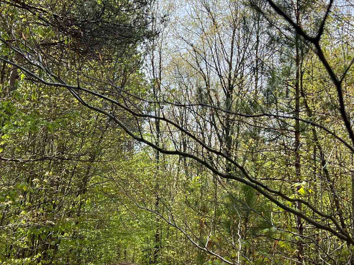 6 Loop Trail photo 4