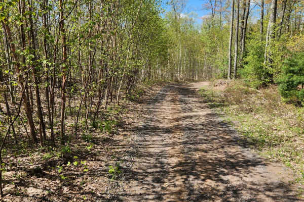 Bayfield Timber Trail