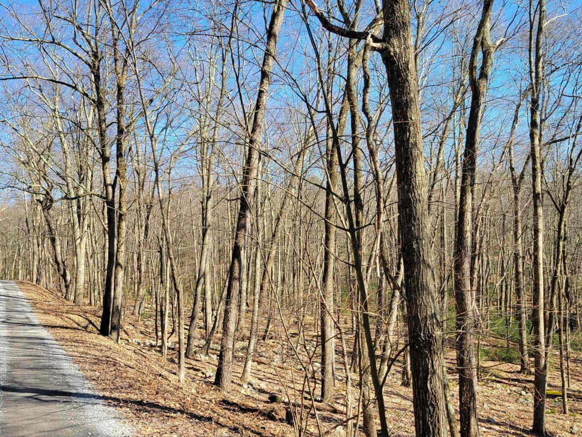 Beidleheimer Trail photo 3