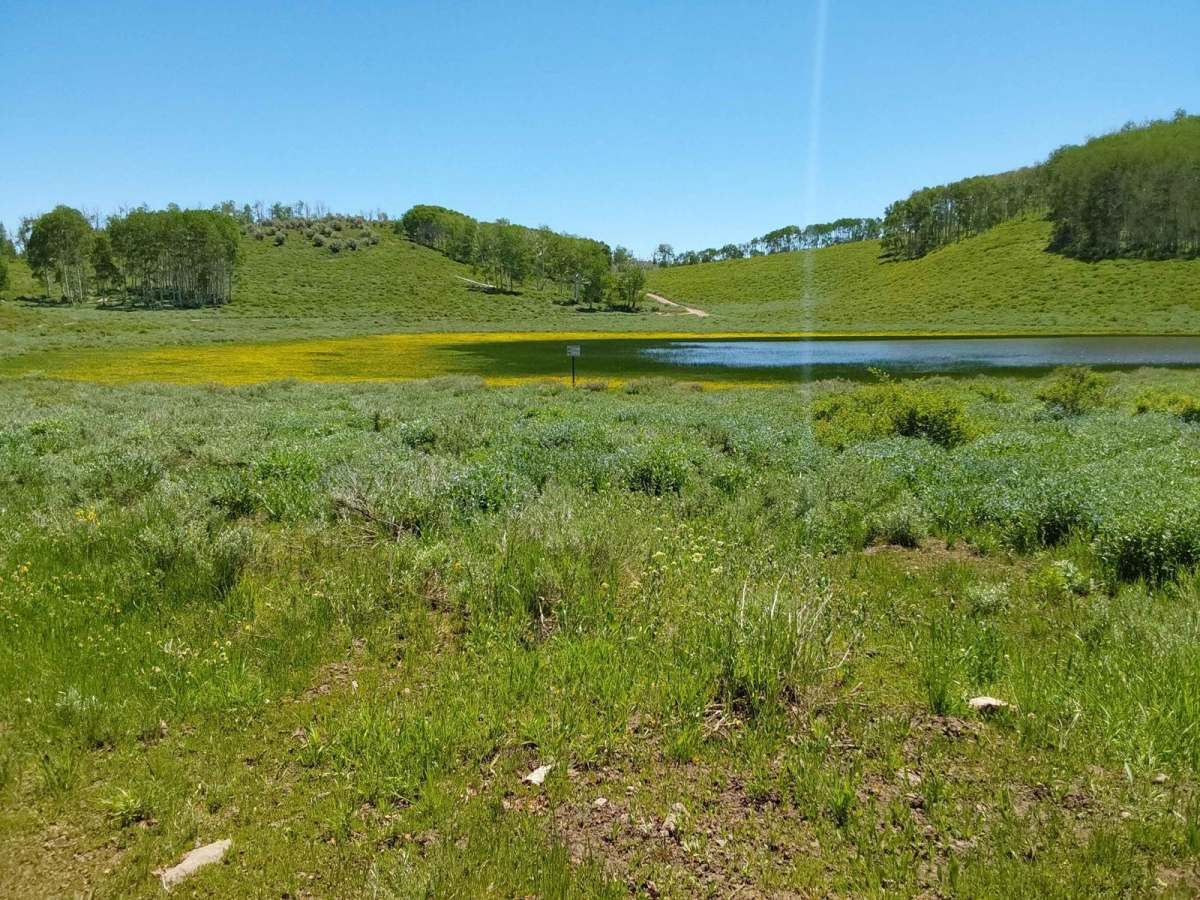 Roy's Elk Bugling Trail photo 6