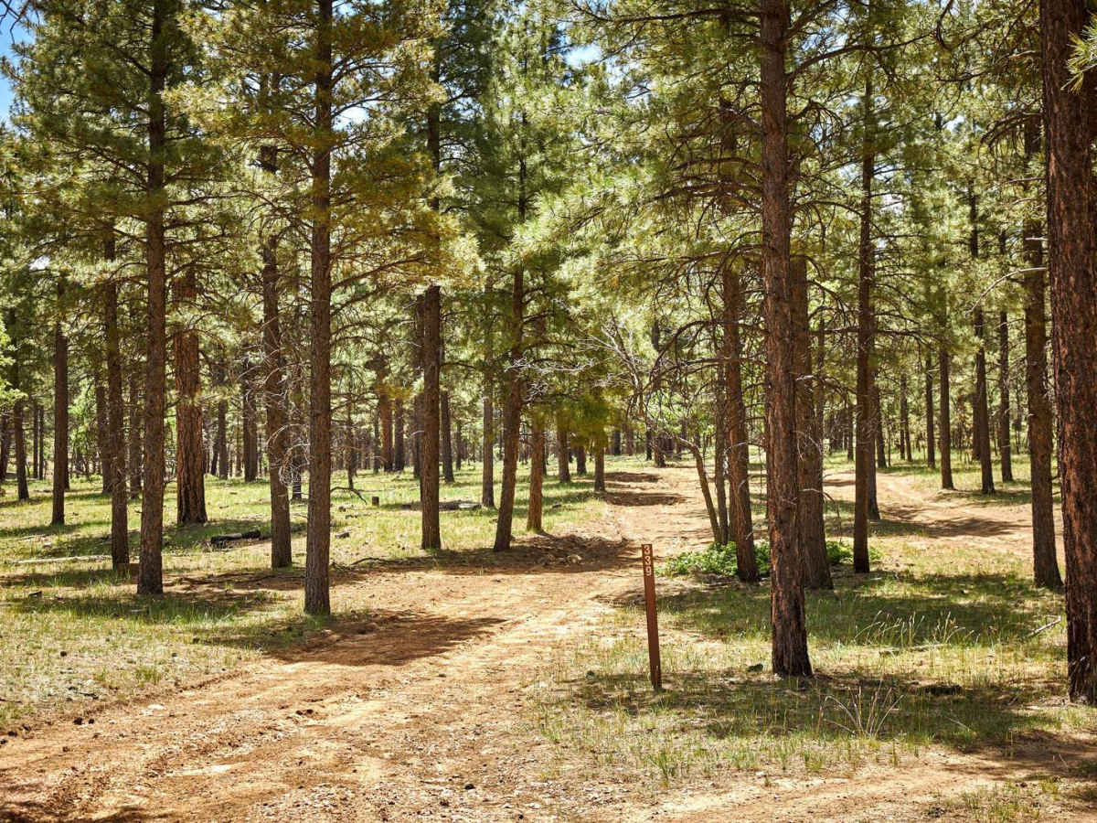 Elk Cabin trail photo