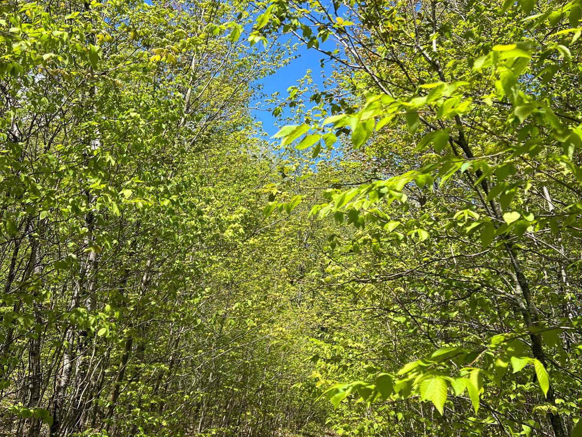 AG Trail photo 5