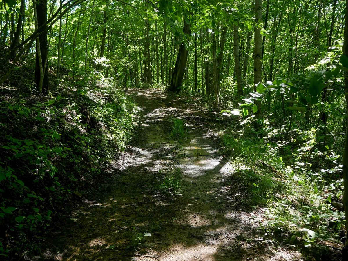 CC84 photo 4