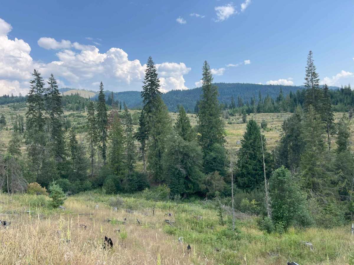 Little Meadow Creek Road trail photo