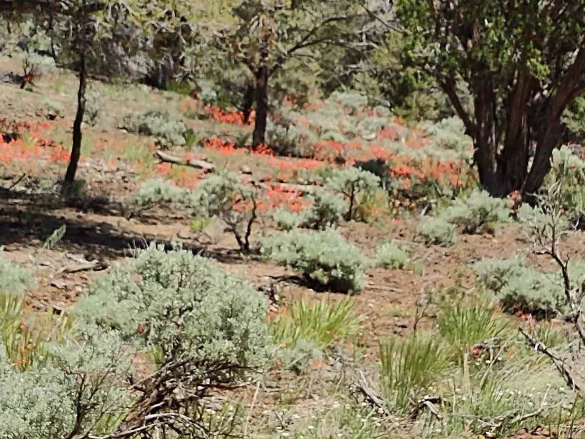 Wild Flower Pass (CR 717/Trail 1835) photo 5