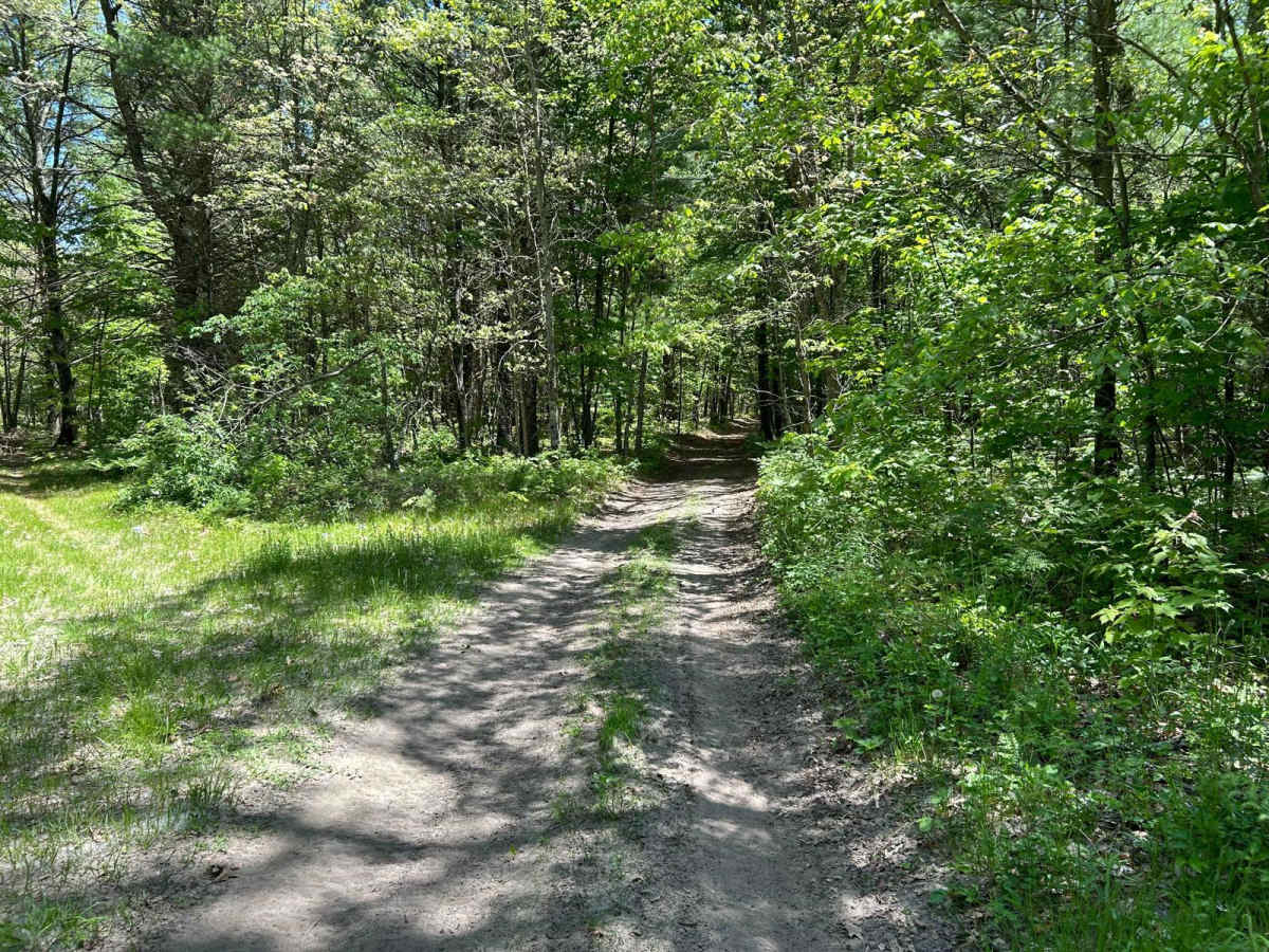 Forest Road 5298 photo 3