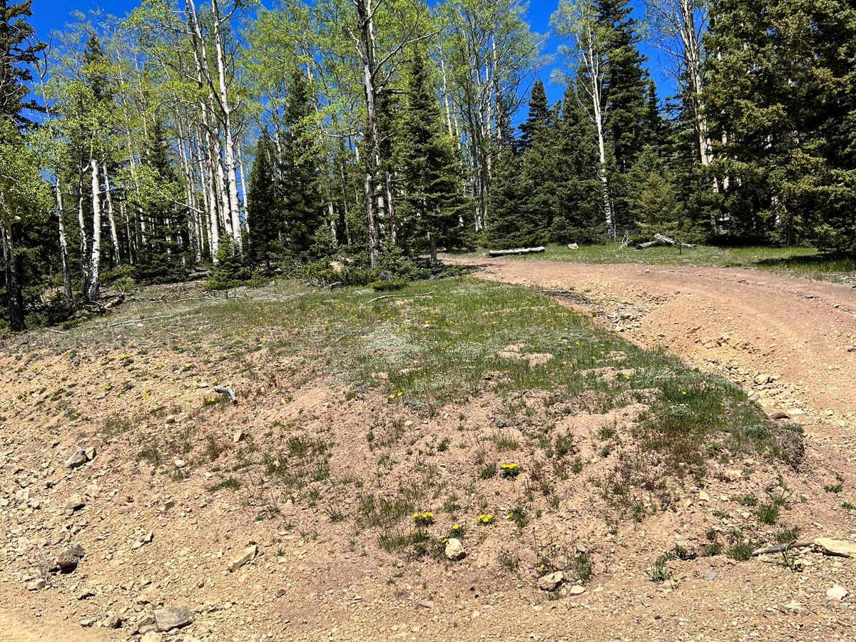 Greenie Peak via Cabresto Canyon - FS 54 photo 2