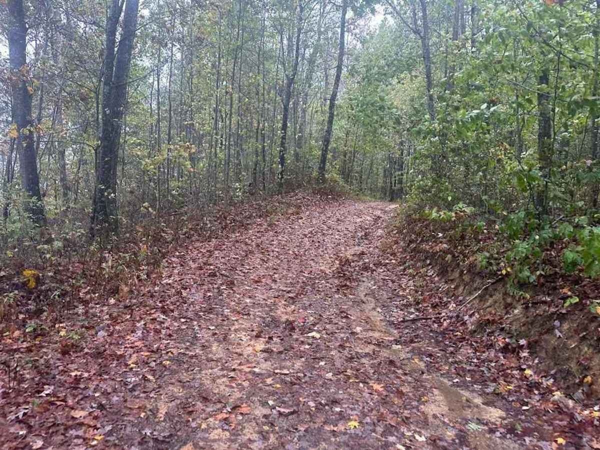 49 Blue trail photo