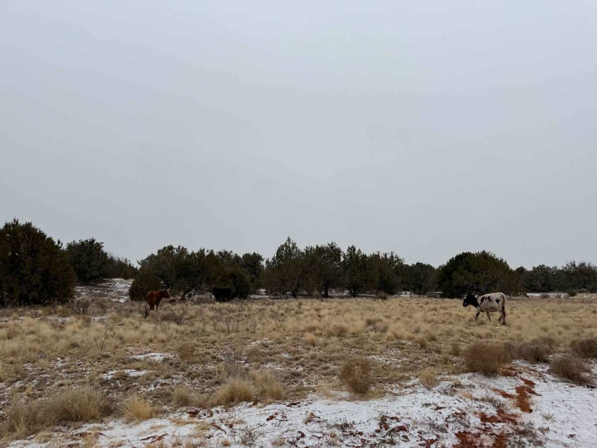 BLM M4187 photo 6