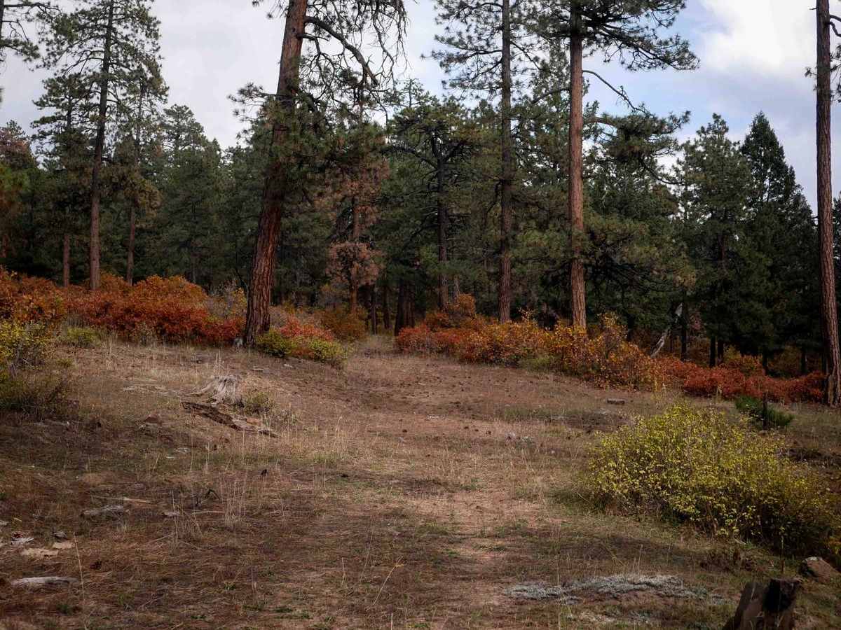 Mule Mountain Spur 2 photo 5
