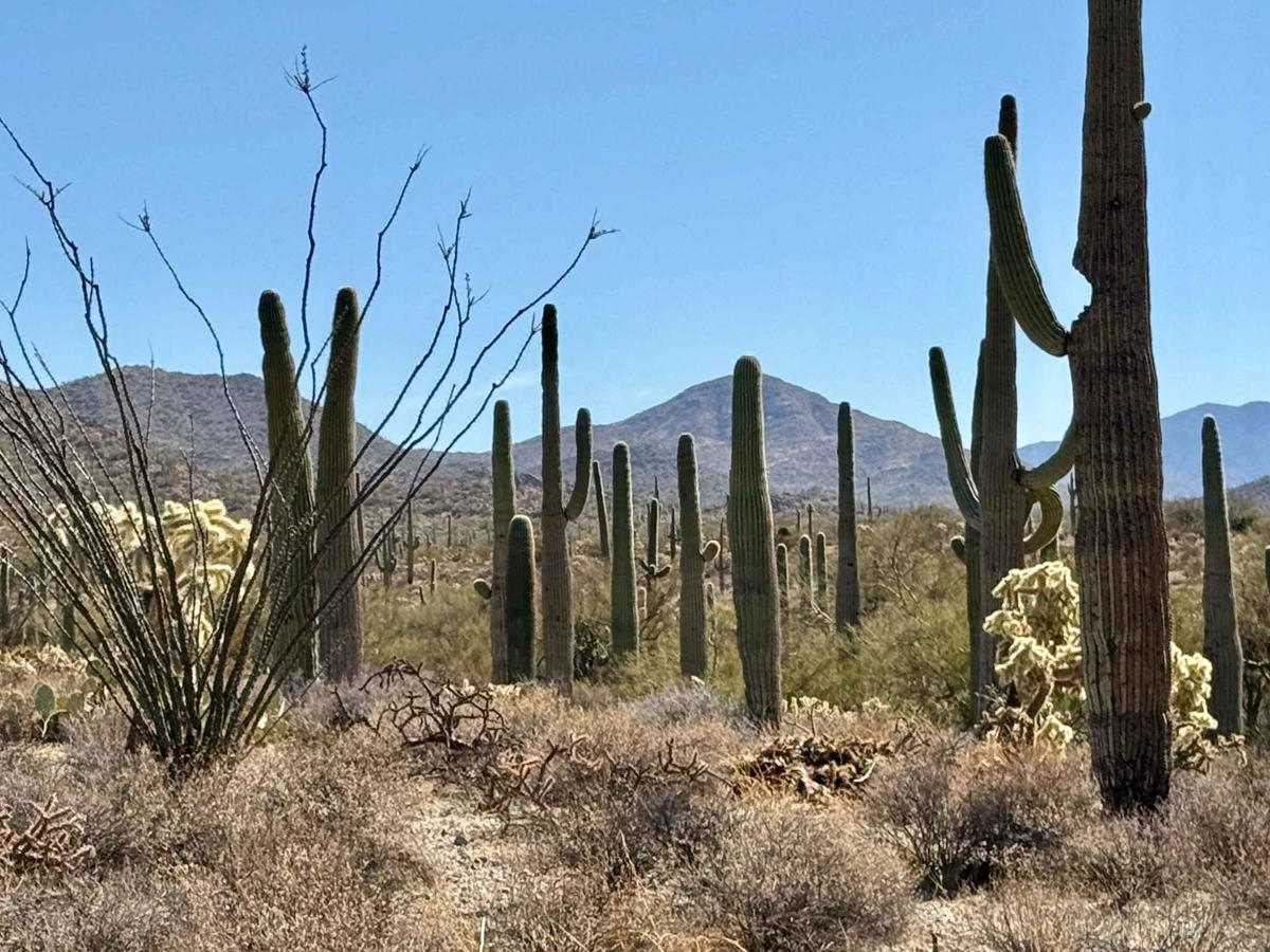 Palo Verde Pinstripes trail photo