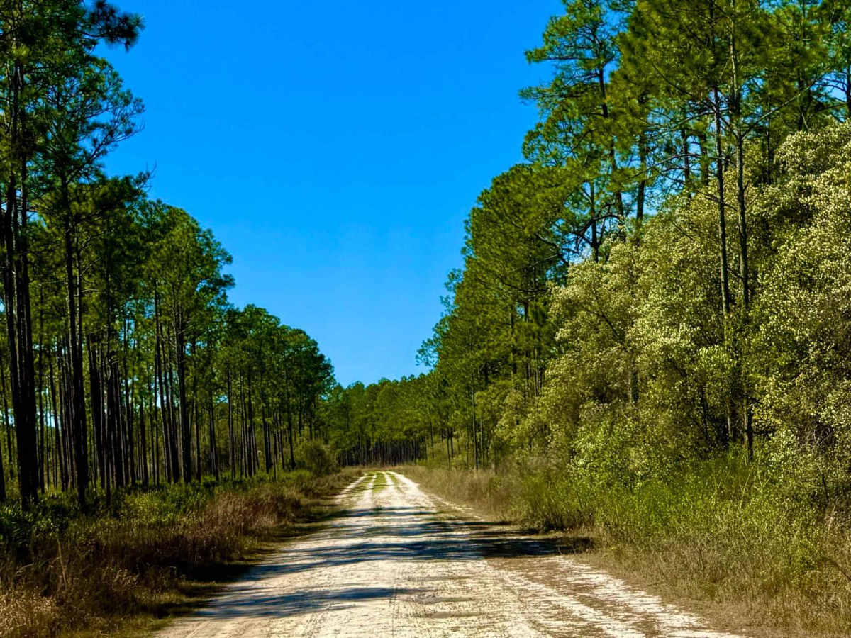 Brown House FS-309 trail photo