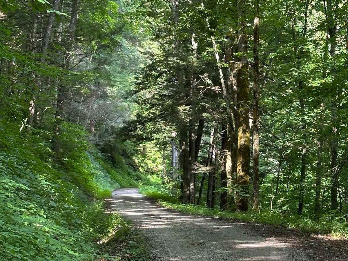 Pine Flat - Laurel Fork Road trail photo