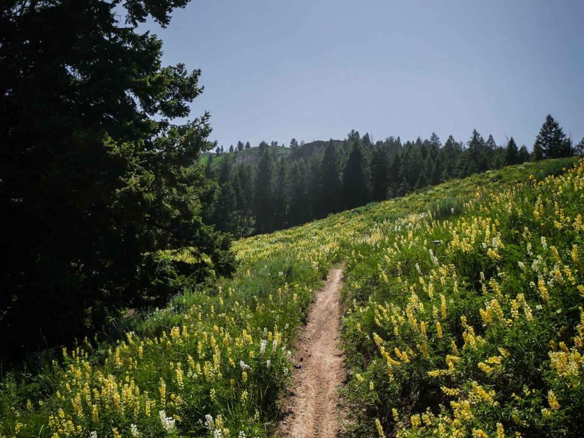 Red Warrior - Lodgepole trail photo