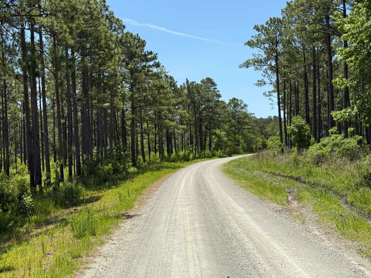 Pettiford Creek - FS 206 trail photo