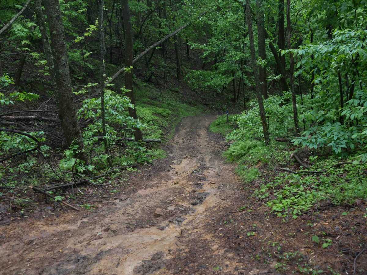 CC54 trail photo