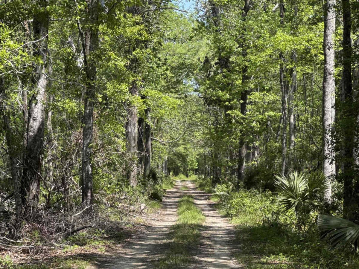 Grade 15 - Aucilla WMA photo 5