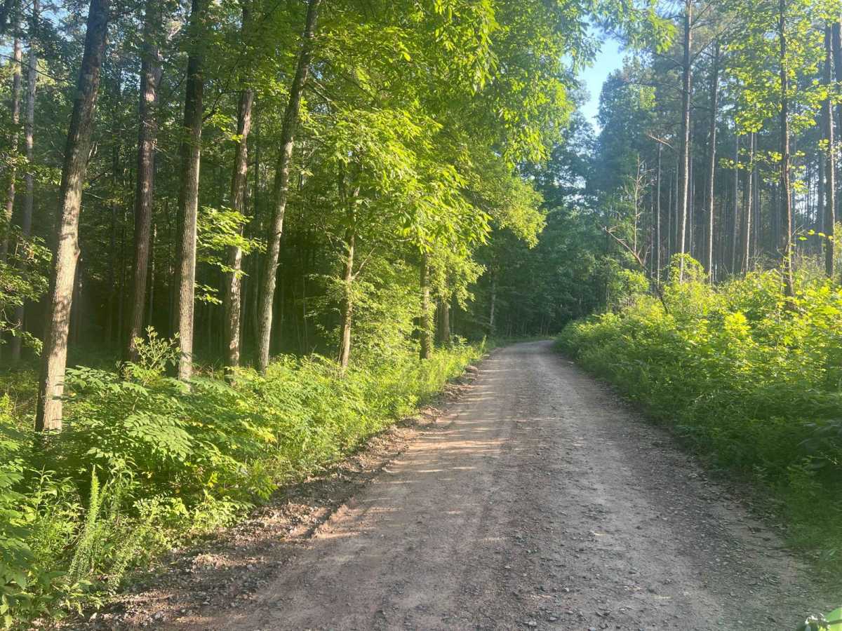Dry Creek Branch A - Forest Road 226A photo 3
