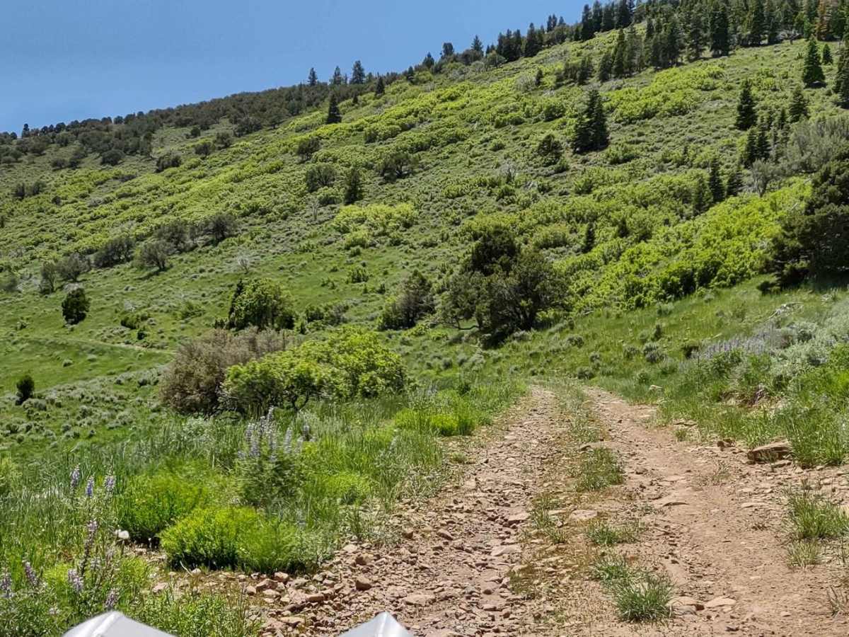 Doc Spring (FS# 40134) trail photo