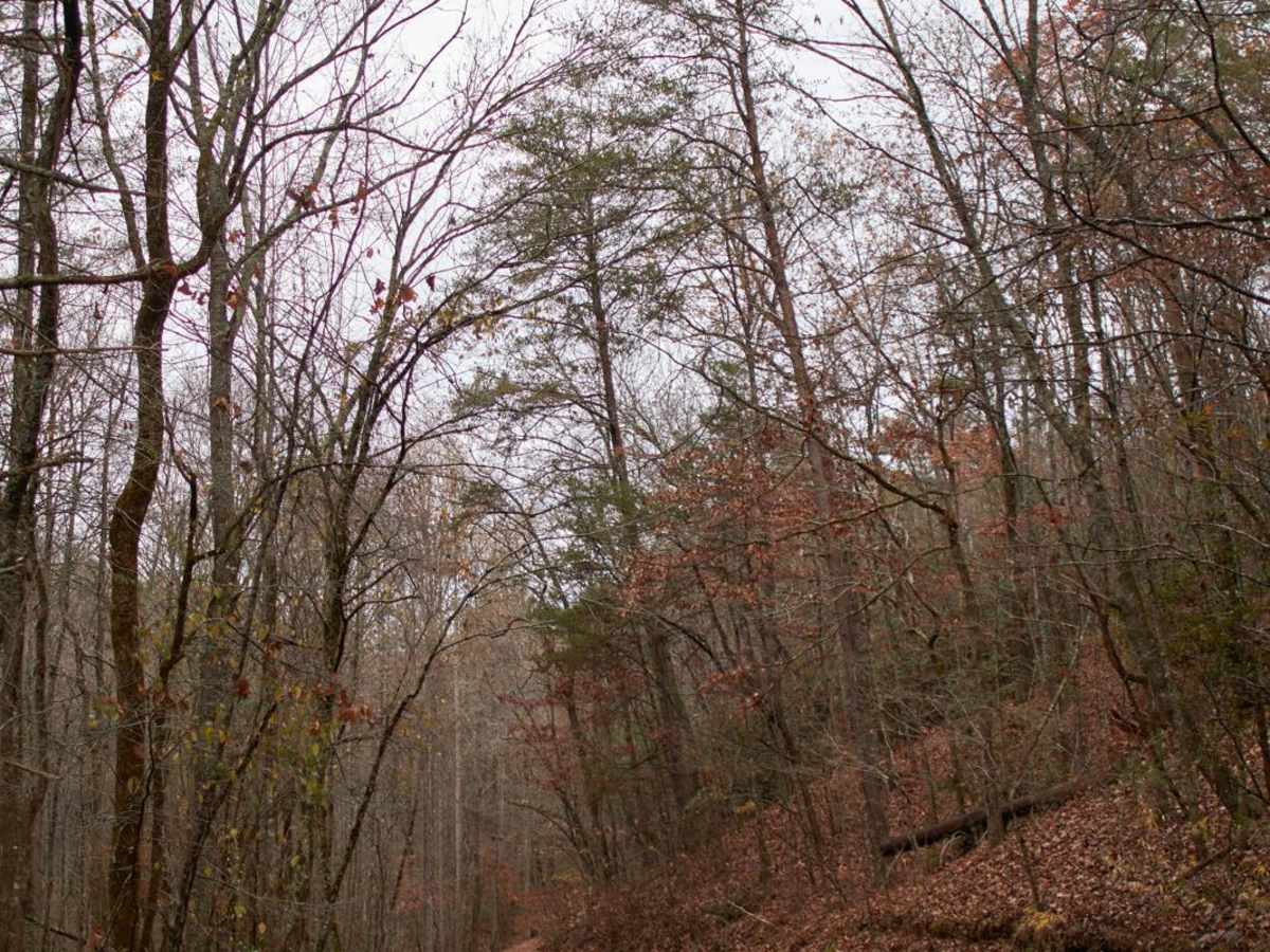 Lake Tugaloo photo 3