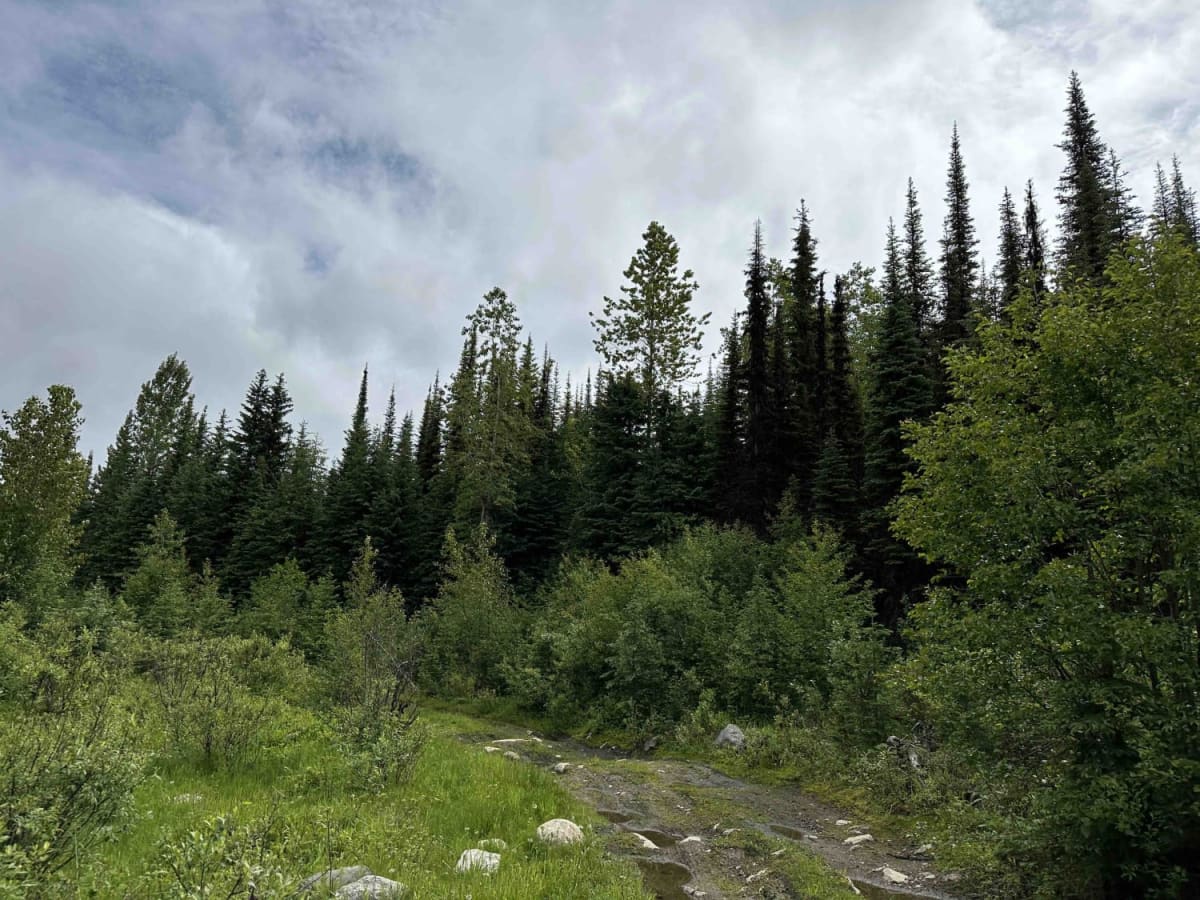 Jamieson Creek Road to Allan Lake photo 2