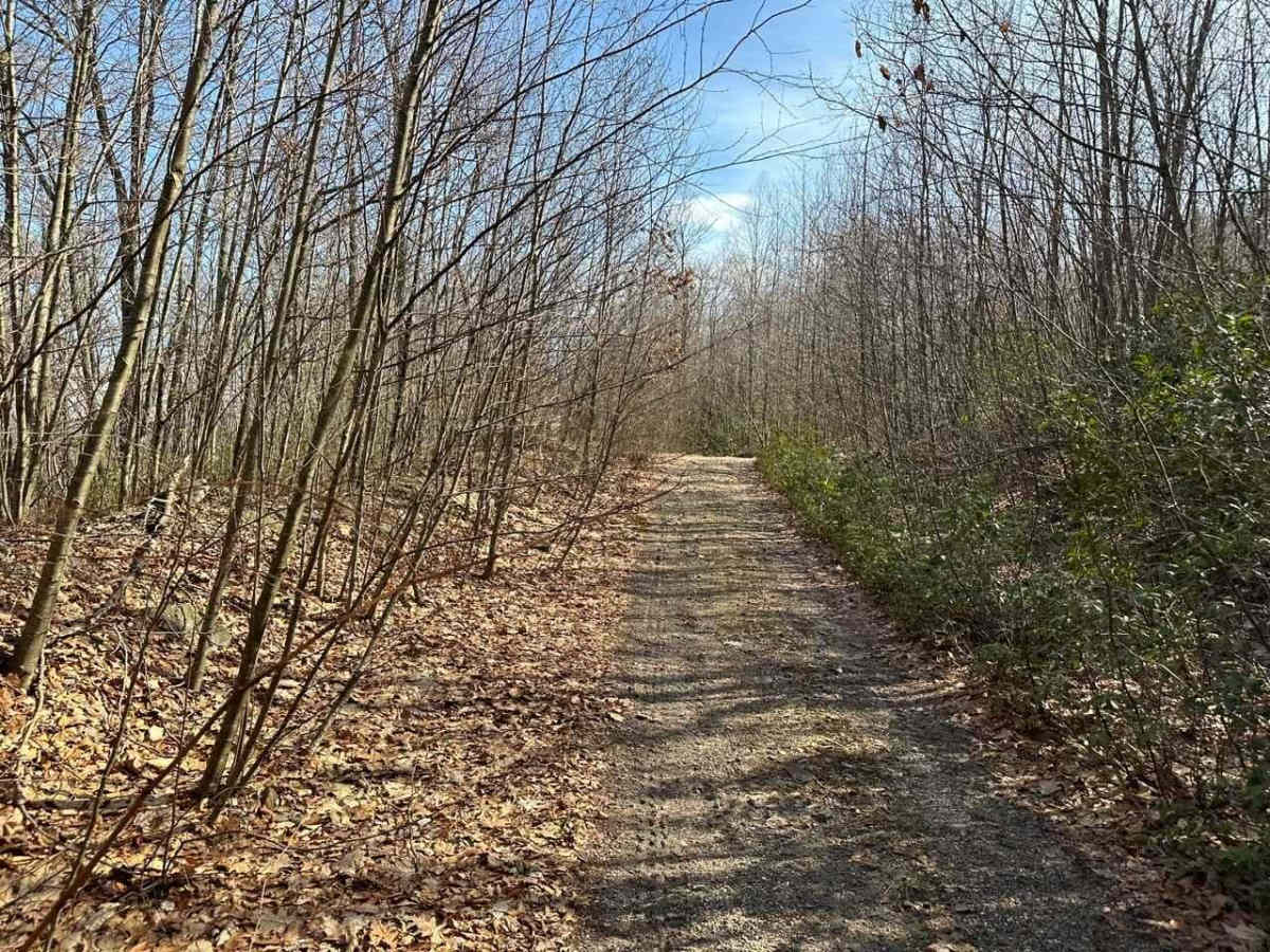 Locust Gap 42 photo 5