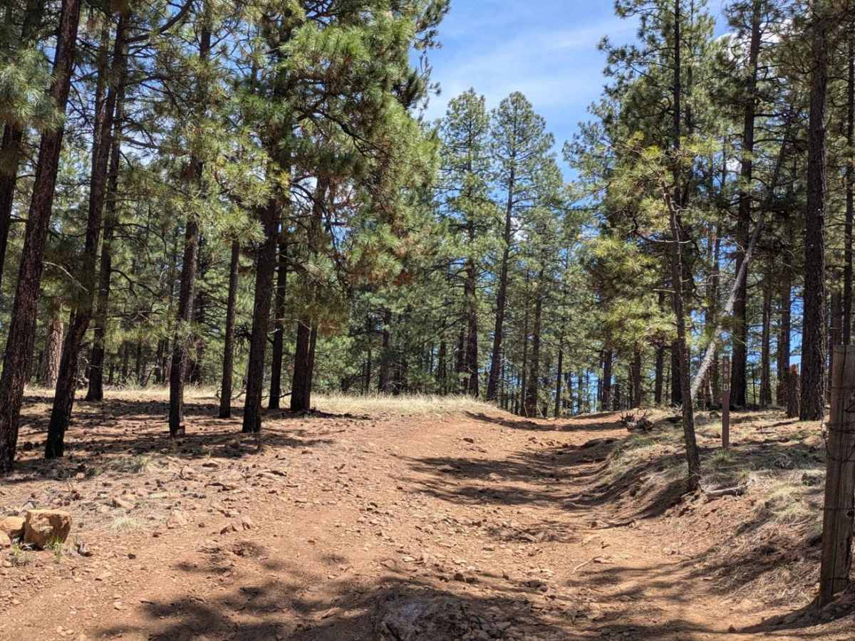 FS 689D trail photo