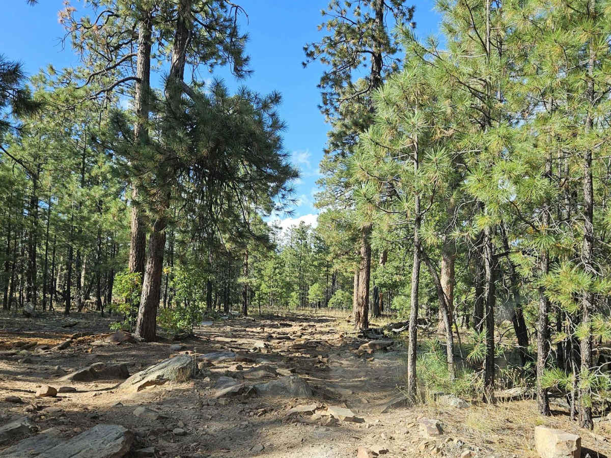 Forest Lakes to Sheep Creek Point photo 2