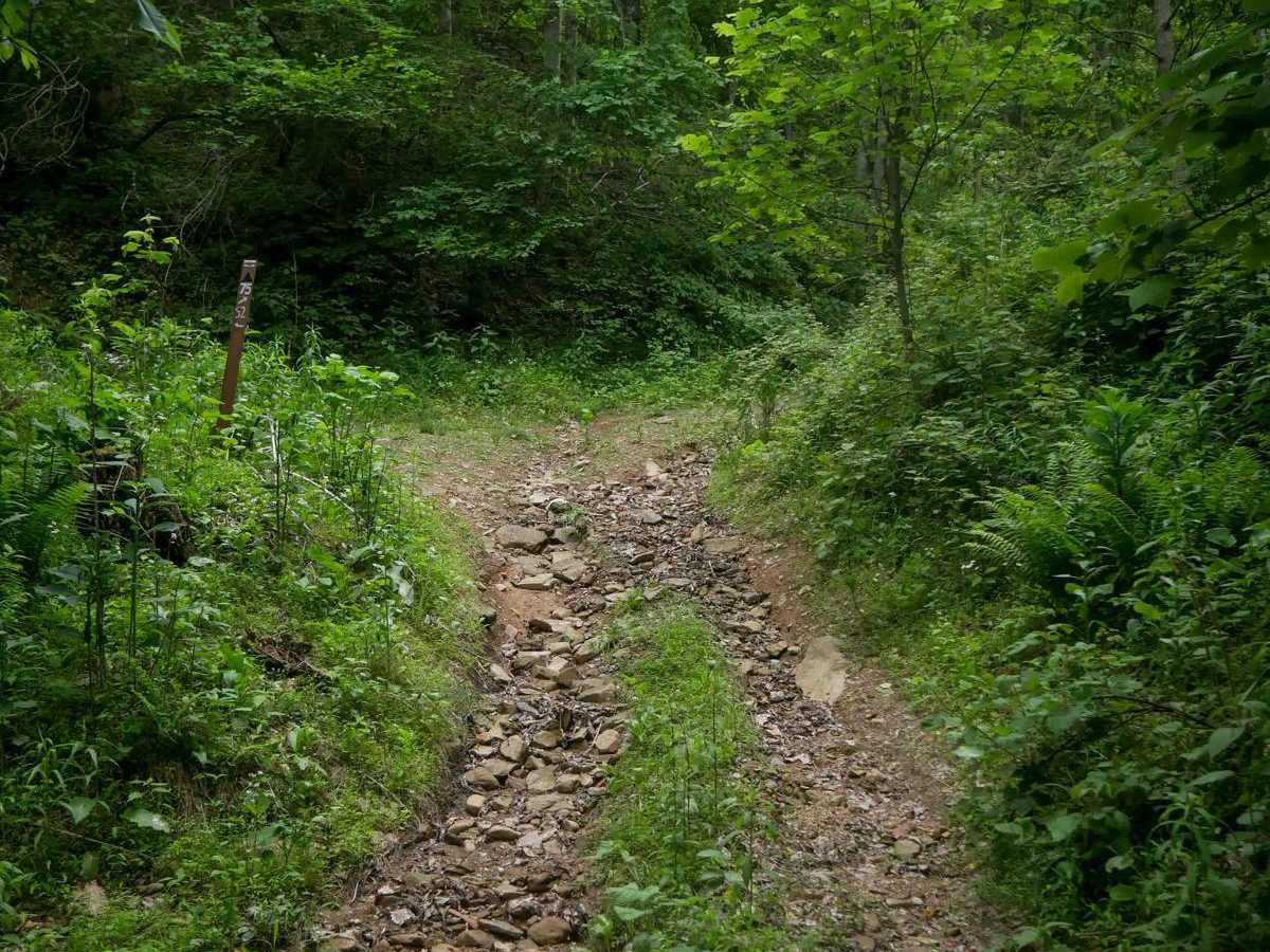 MV75 trail photo