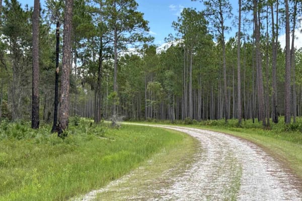 Blue Horse Trail - Osceola NF 232