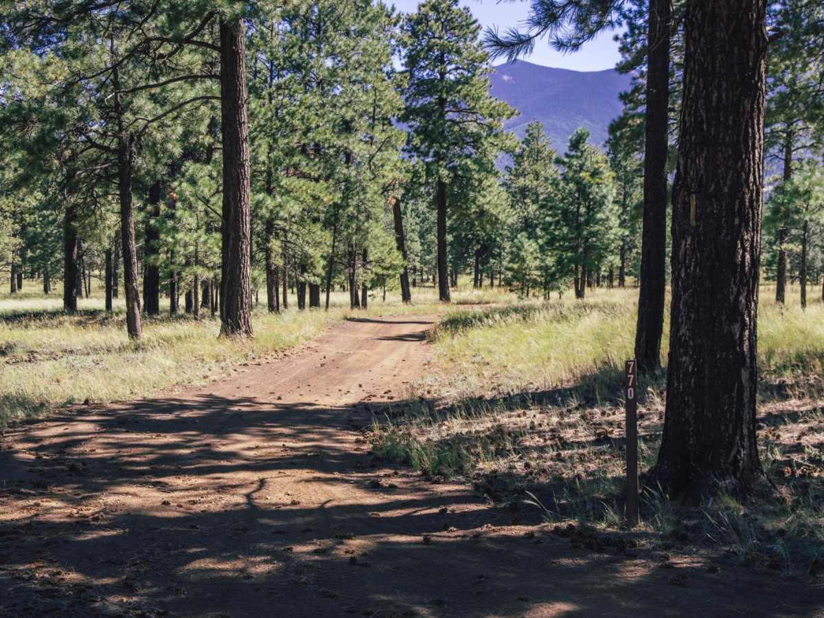FS 770 trail photo