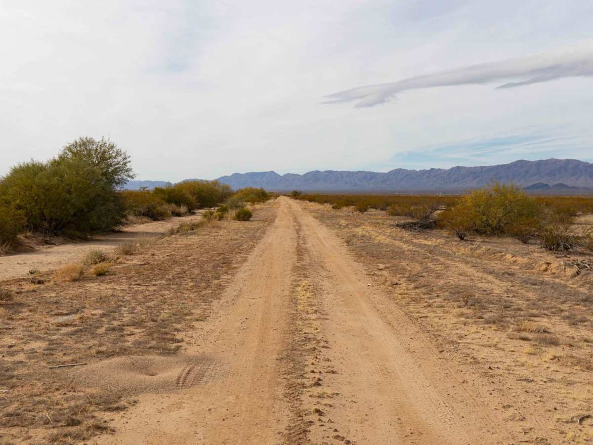 Fenceline Cholla photo 4