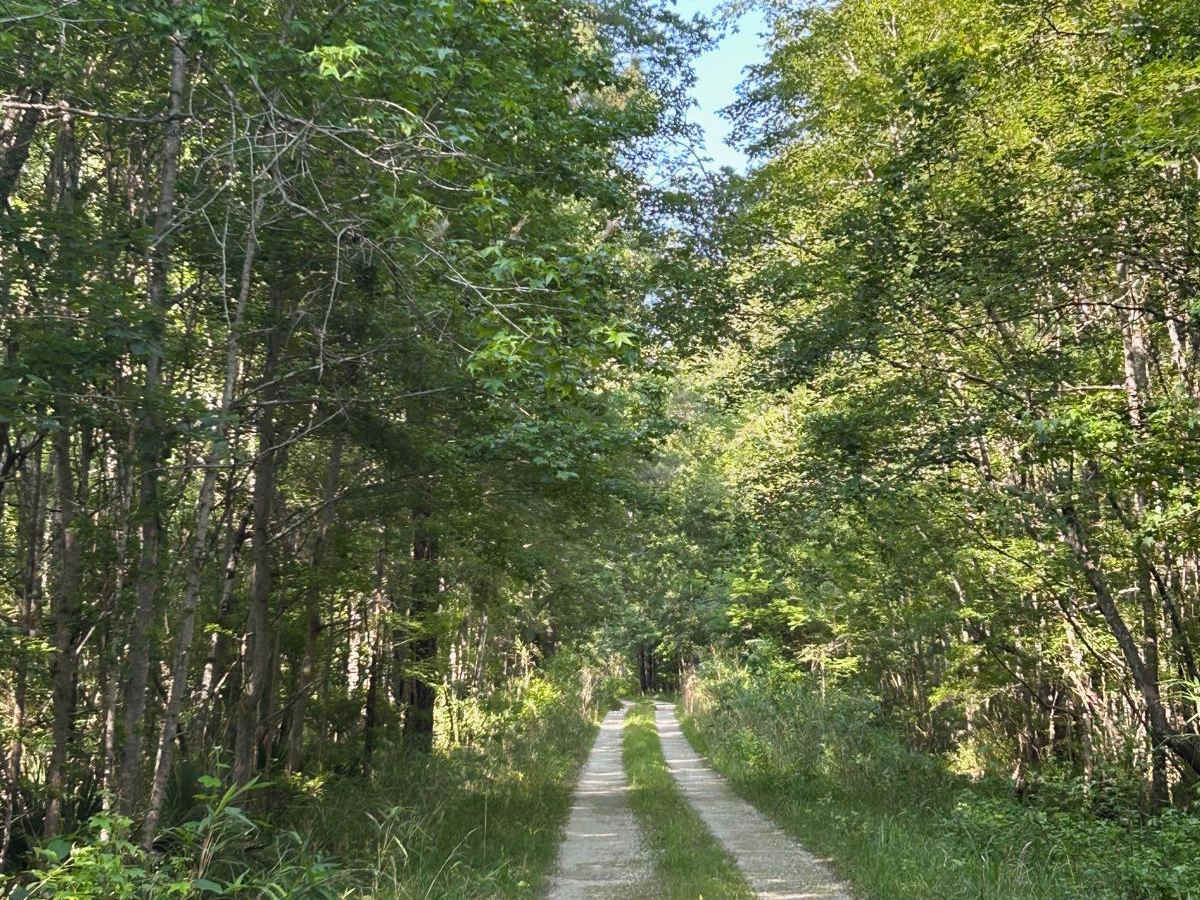 Wythewood Rd - FSR 238 trail photo
