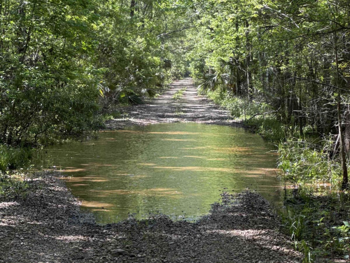 Firebreak 14 - Aucilla WMA photo 4