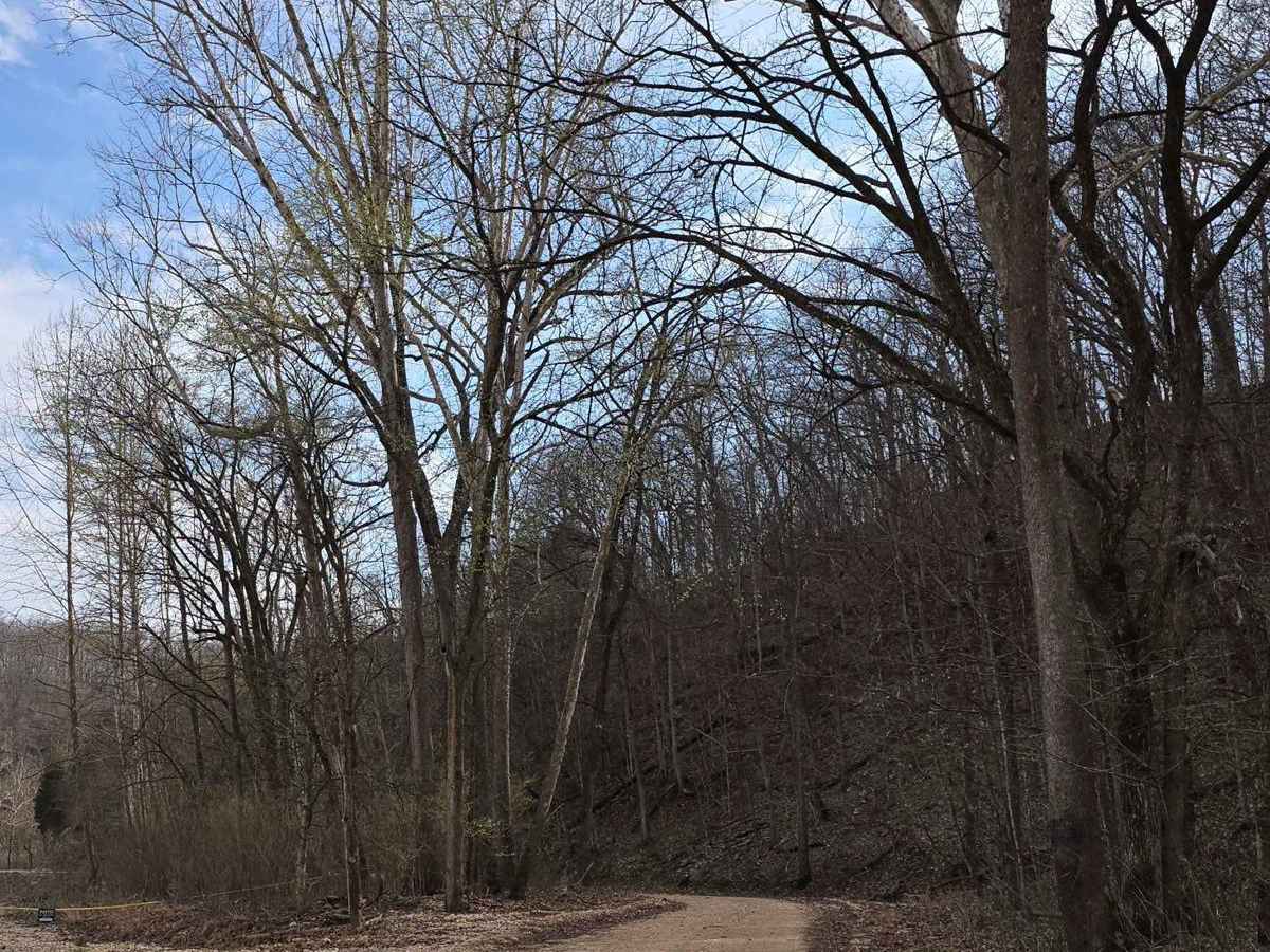 Lost Creek Road photo 6