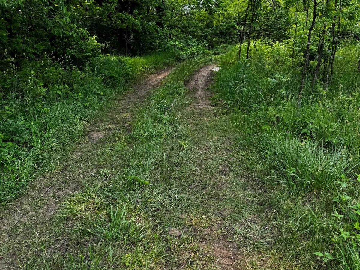 Green 52 photo 2