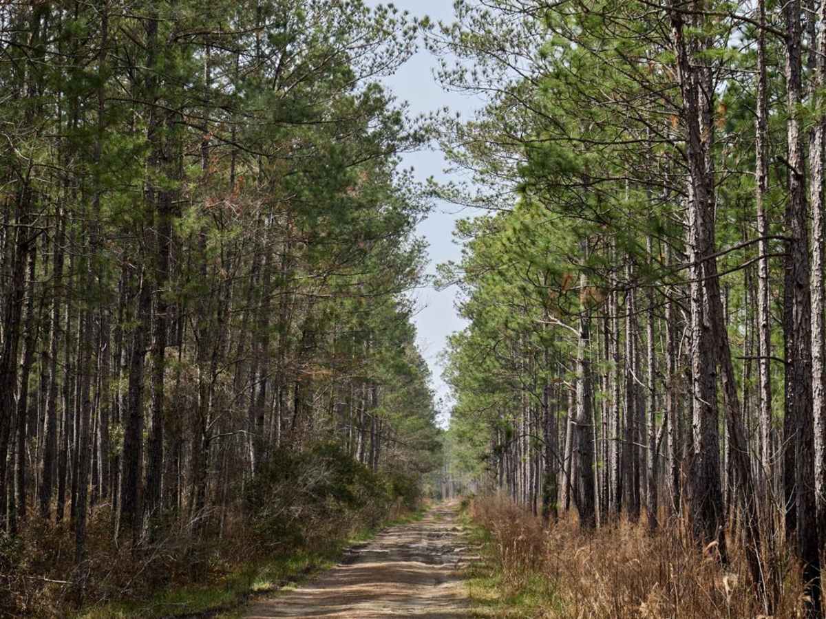 Buckle Island Alternative - FSR171b photo 5