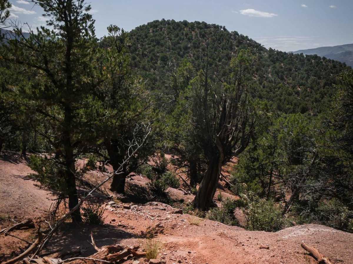 BLM 8622 photo 2