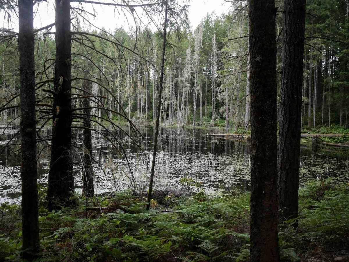 Tahuya River Staging photo 3