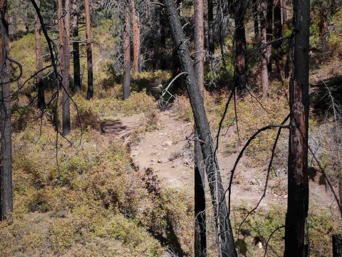Jones Creek photo 6