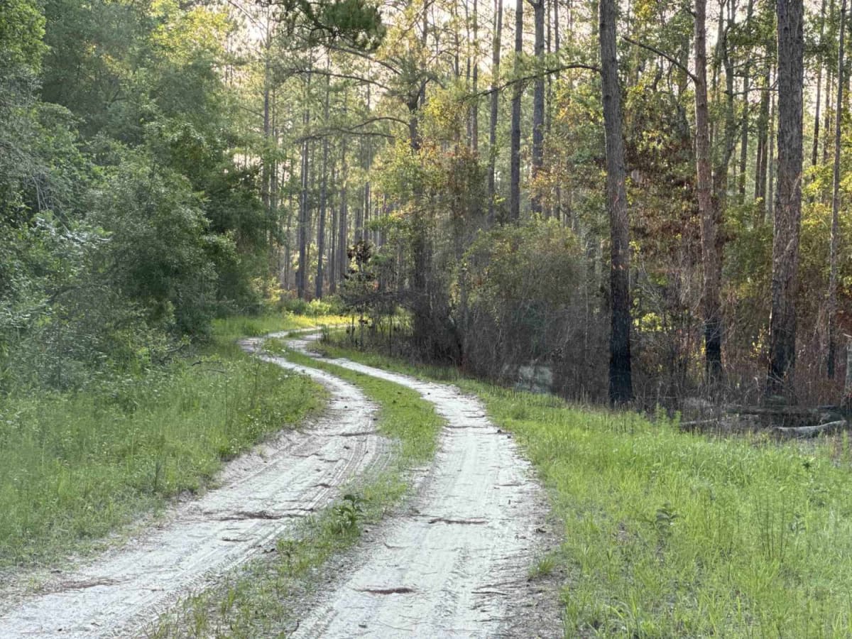 Nick's Camp Road trail photo
